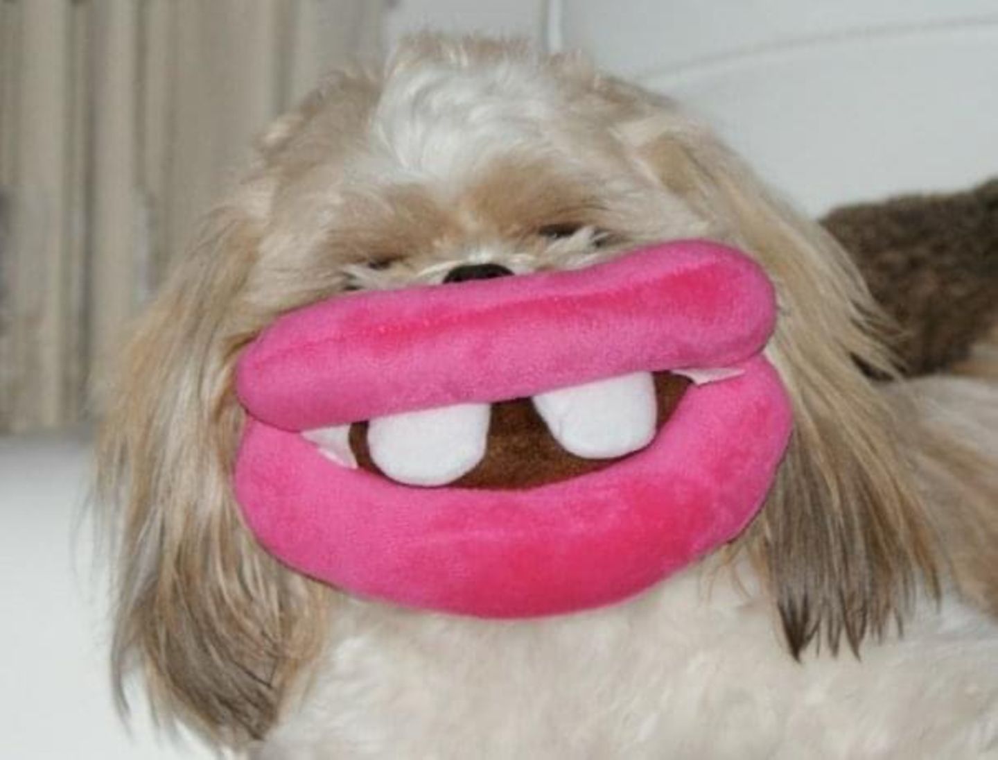 Kein Photoshop, einfach ein Hund, sein Spielzeug und der richtige Augenblick.