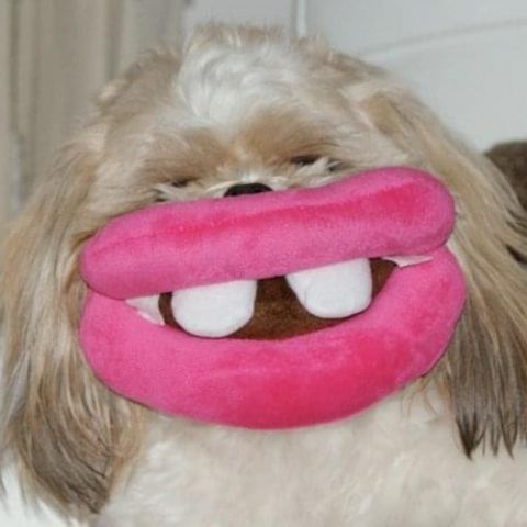 Kein Photoshop, einfach ein Hund, sein Spielzeug und der richtige Augenblick.