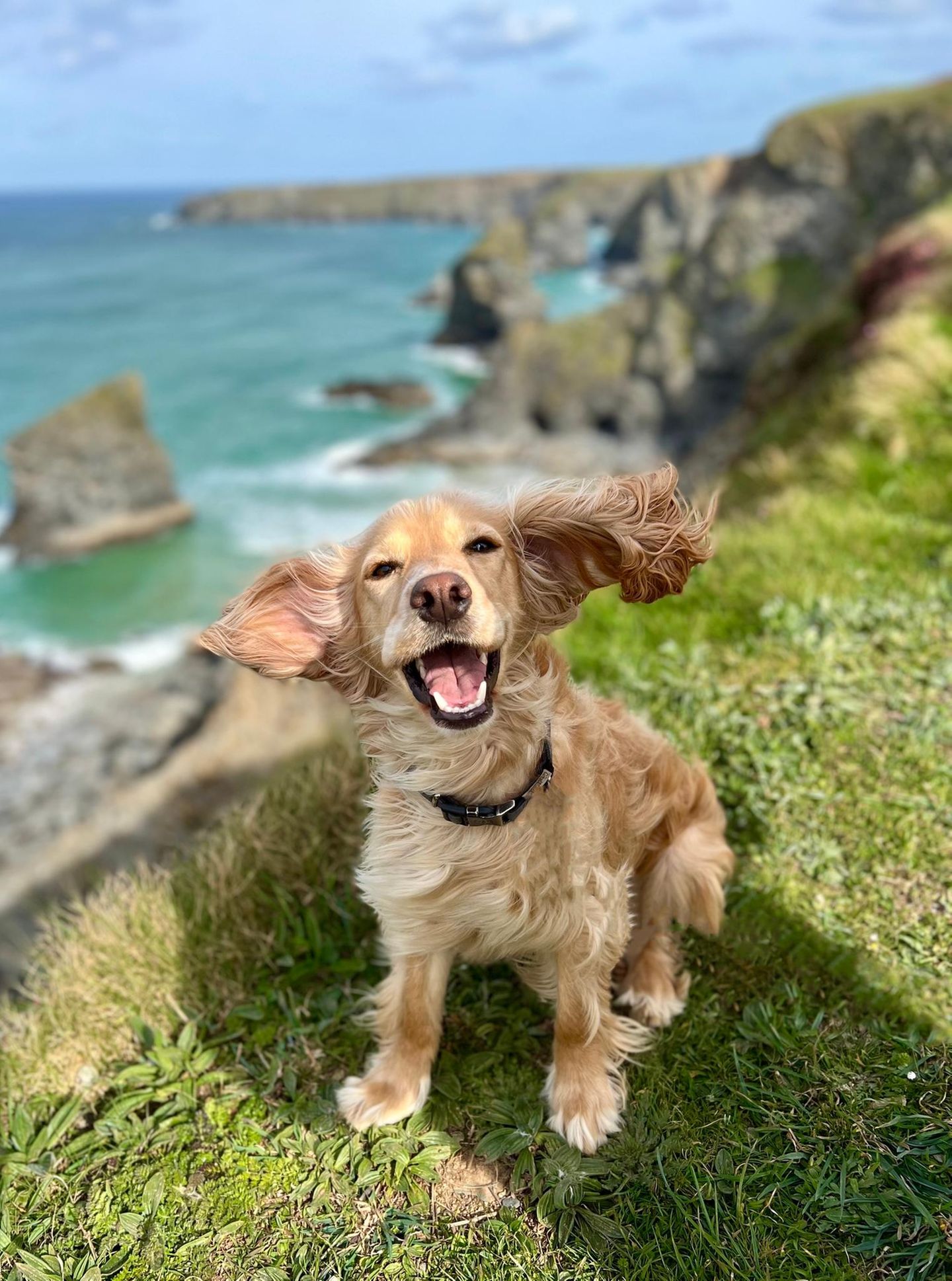 Dumbo meets Doggo.