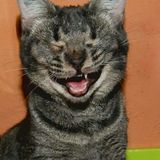 Kennen Sie das, wenn jemand lacht und man einfach mitlachen muss?