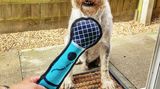 Schade, dass es nur ein Foto und kein Video gibt. Dieser Hund ist sicher ein echter Sing-Star!
