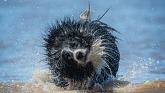 Sieht aus wie ein Fluffy Ball, ist aber tatsächlich ein Hund.
