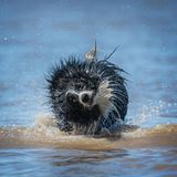 Sieht aus wie ein Fluffy Ball, ist aber tatsächlich ein Hund.