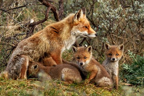 Rotfuchs-Familie: Mutter mit Welpen im Wald