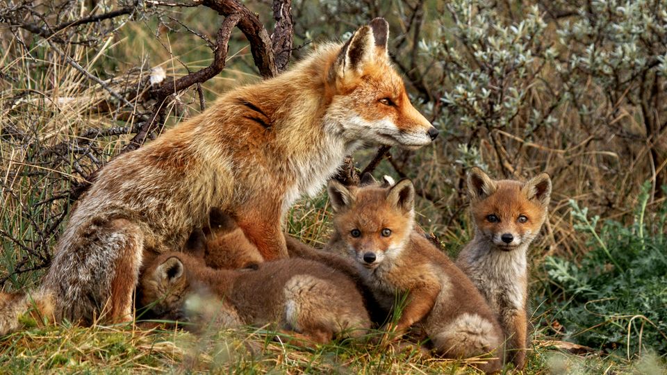 FuchsFamilie übernimmt Garten eines Briten ein ungewöhnliches