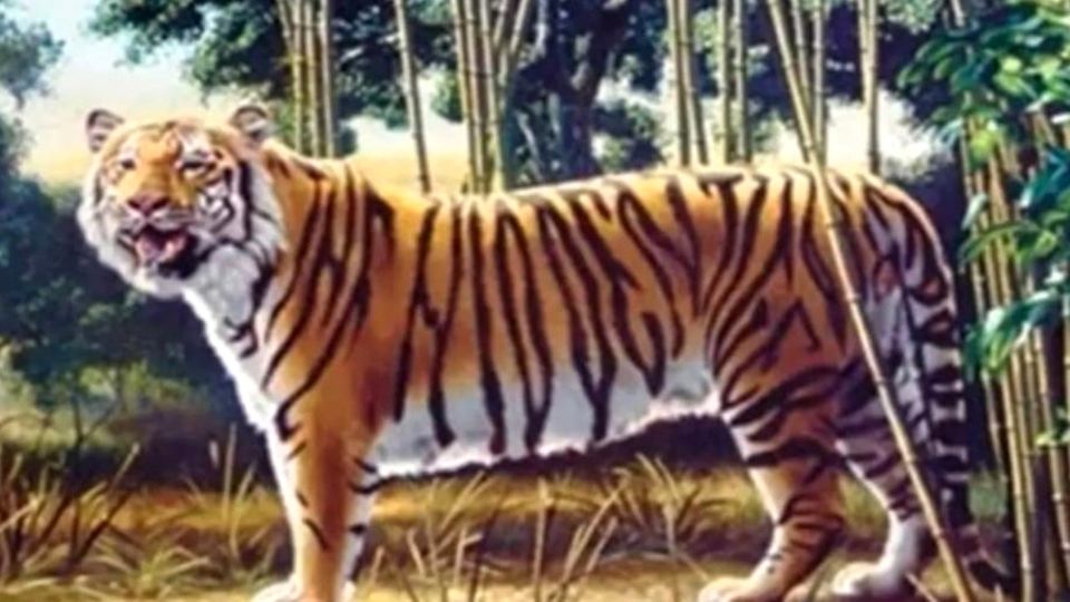 Tiger-Suchbild: Können Sie das Rätsel lösen? Tiger-Suchbild: Können Sie das Rätsel lösen?