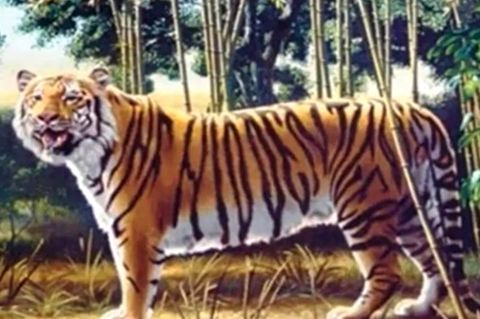 Tiger-Suchbild: Können Sie das Rätsel lösen?