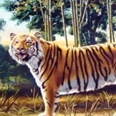 Tiger-Suchbild: Können Sie das Rätsel lösen?