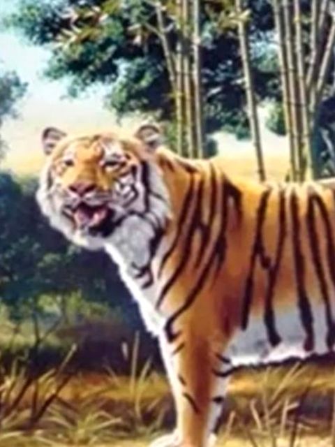 Tiger-Suchbild: Können Sie das Rätsel lösen?