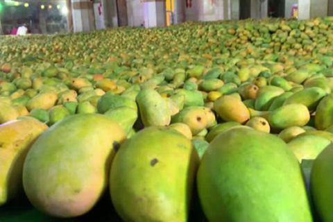 Indien: Mango gefällig? Anhänger opfern Hindu-Gott 12,5 Millionen Früchte