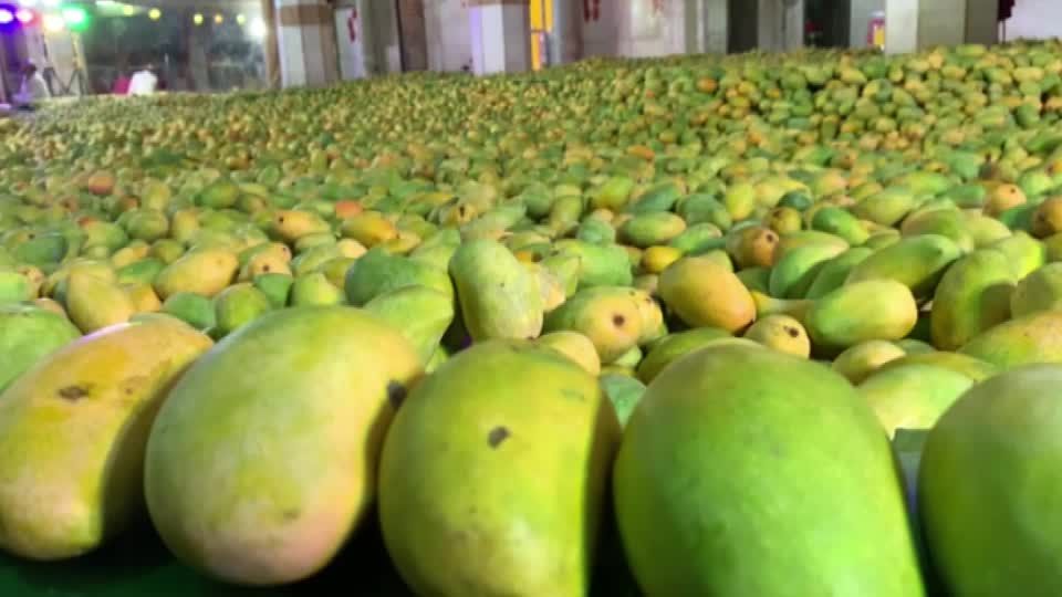 Indien: Mango gefällig? Anhänger opfern Hindu-Gott 12,5 Millionen Früchte Indien: Mango gefällig? Anhänger opfern Hindu-Gott 12,5 Millionen Früchte