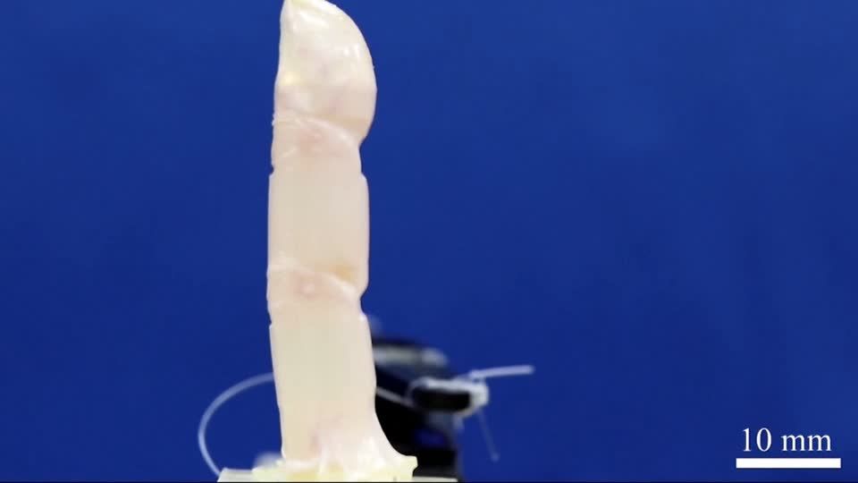 Video: Roboterfinger mit menschlicher Haut
