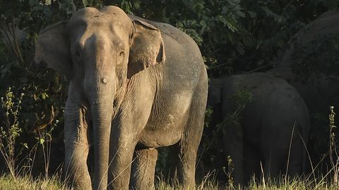 Indien: Der Elefanten-Angriff war bereits am Donnerstag erfolgt (Symbolbild)