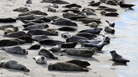 Seehunde liegen am Südstrand auf der Düne vor der Insel Helgoland in der Sonne