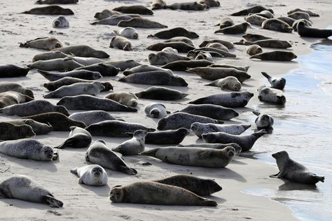 Seehunde liegen am Südstrand auf der Düne vor der Insel Helgoland in der Sonne