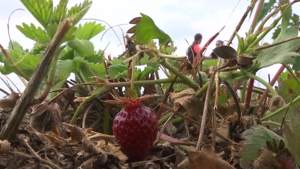 Video: Das traurige Schicksal der diesjährigen Erdbeeren