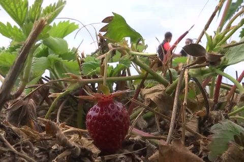 Video: Das traurige Schicksal der diesjährigen Erdbeeren