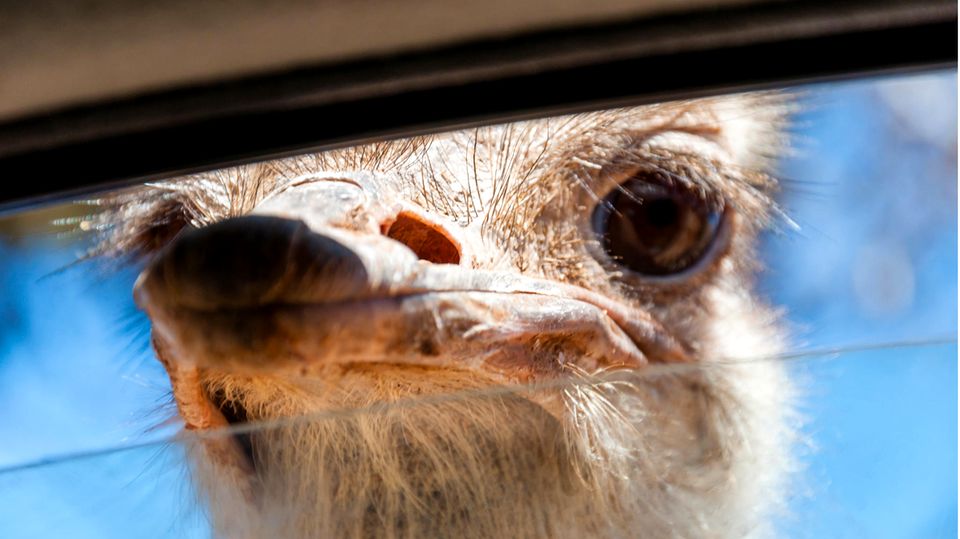 Eskalation im Safari-Park – Frau rastet aus, als ein Strauß den Kopf ins Auto steckt Wild Strauß steckt seinen Schnabel durch ein Autofenster
