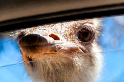 Wild Strauß steckt seinen Schnabel durch ein Autofenster