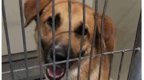 Der im Zoo von San Diego eingefangene Hund Joe blickt durch Gitterstäbe