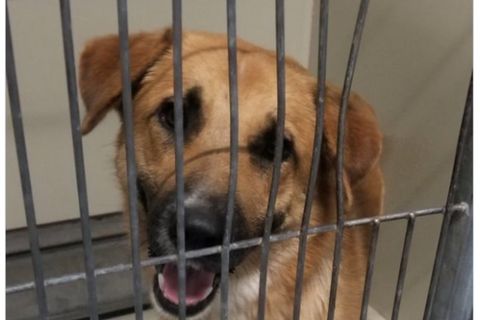 Der im Zoo von San Diego eingefangene Hund Joe blickt durch Gitterstäbe