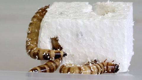 Superwürmer fressen Styropor – und verdauen Plastikmüll durch Enzym