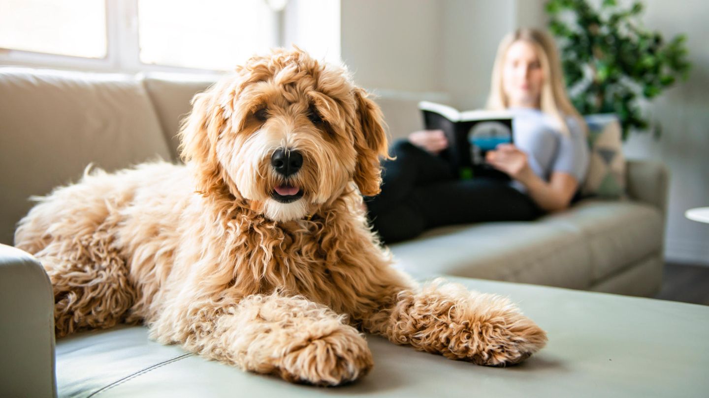Eine Hundebesitzerin mit ihrem Doodle