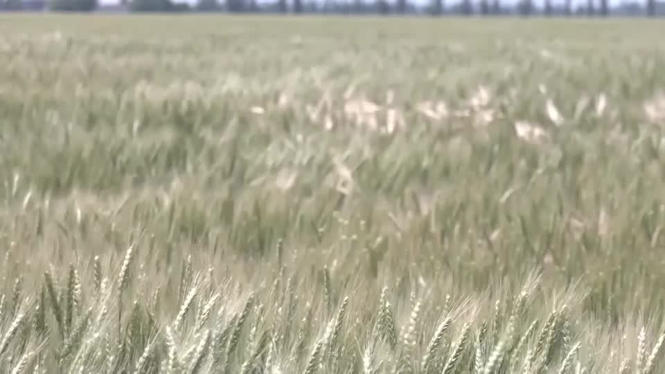 Video: Ukraine wird für länger vom Weizenmarkt verschwinden - Landwirtschaftsminister