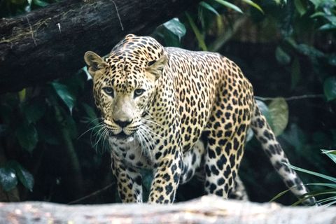 Leopard läuft durch einen Dschungel in Indien
