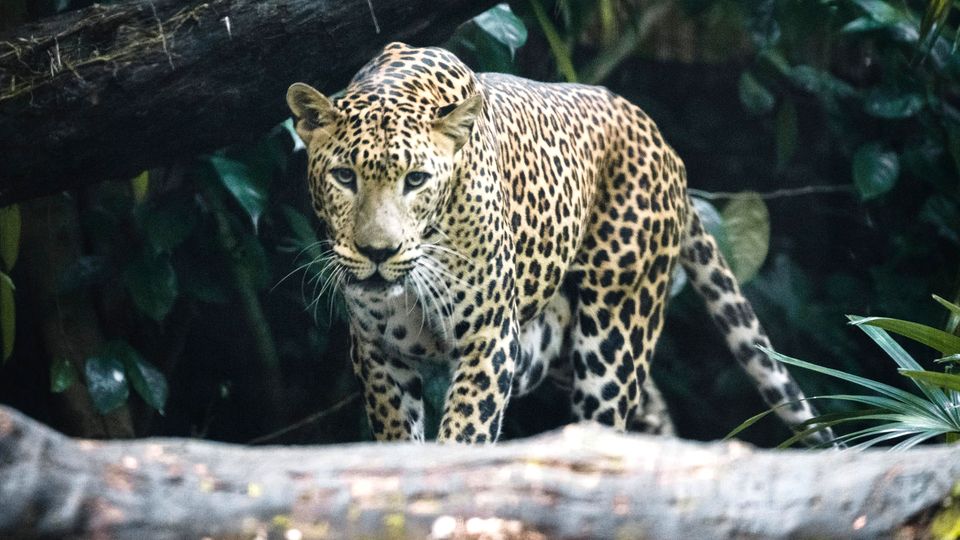 Leopard läuft durch einen Dschungel in Indien