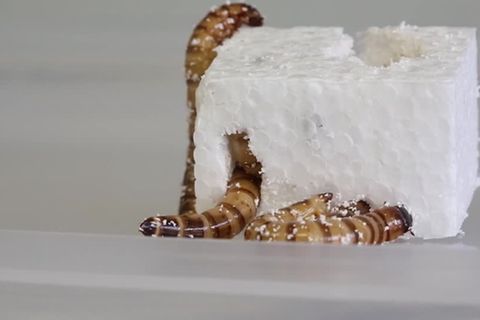 Video: Mit Wurm-Enzymen Plastik recyceln?