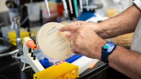 Mitarbeiter der Universität Pittsburgh zeigt eine Platte mit Bakterien.