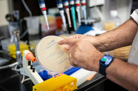 Mitarbeiter der Universität Pittsburgh zeigt eine Platte mit Bakterien.