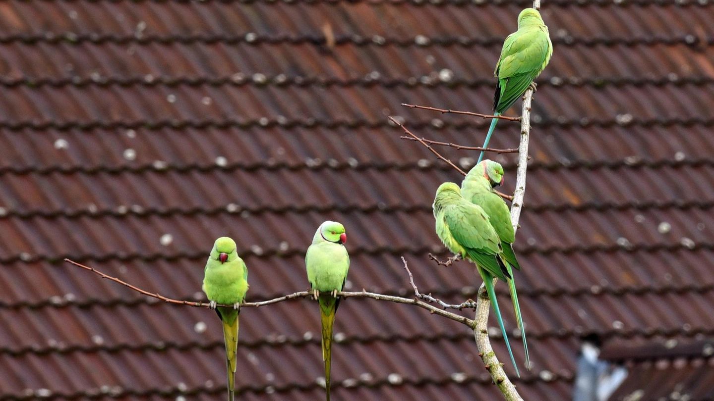 Papageien sitzen in Düsseldorf auf einem Zweig eines Baumes