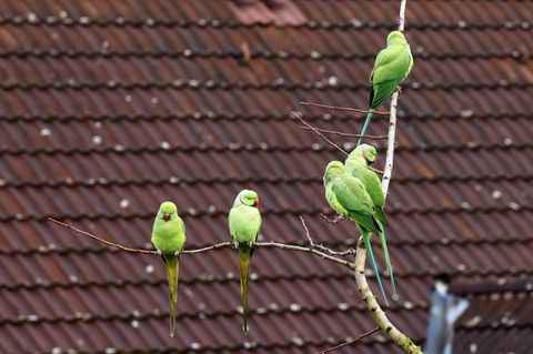 Papageien sitzen in Düsseldorf auf einem Zweig eines Baumes