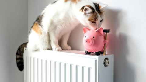 Eine Katze sitzt auf einer mit Gas betriebenen Heizung neben einem Sparschwein