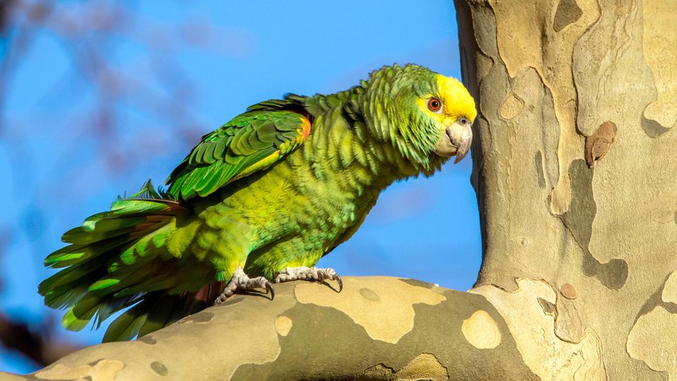 Papagei Stuttgart Ein Gelbkopfamazone auf einem Baum in Stuttgart