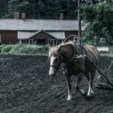 Daheim auf seinem Hof ist Rokka ein eher spröder Ehemann.
