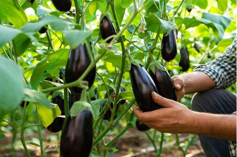 Ein Mann erntet frische Auberginen