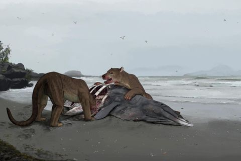 So könnten die "Bärenhunde" ausgesehen haben