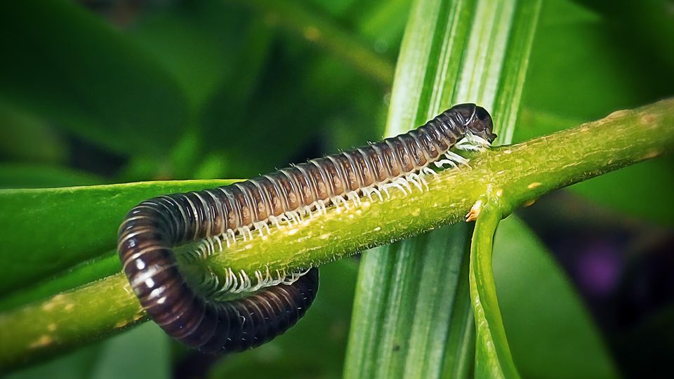 Wie Viele Füße Hat Ein Tausendfüßler www.stern.de