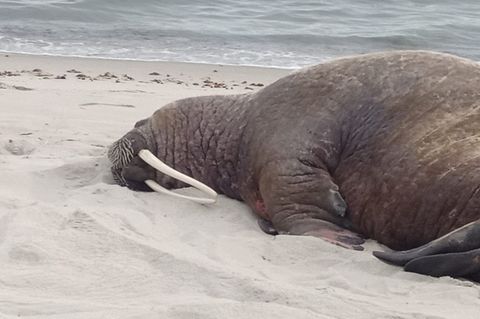Ein Walross liegt auf Rügen am Strand