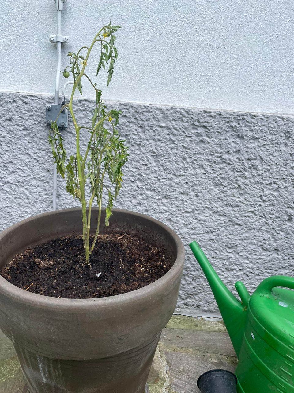 Eine vertrocknete Tomatenpflanze Eine vertrocknete Tomatenpflanze