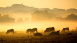 Am Morgen des 17. Juni stehen Kühe im Morgennebel auf einer Weide in Riedlingen, Baden-Württemberg. Vielleicht die letzte Abkühlung für einige Tage: Besonders im Südwesten Deutschlands werden am Wochenende bis zu 36 Grad Celsius erwartet