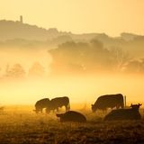 Am Morgen des 17. Juni stehen Kühe im Morgennebel auf einer Weide in Riedlingen, Baden-Württemberg. Vielleicht die letzte Abkühlung für einige Tage: Besonders im Südwesten Deutschlands werden am Wochenende bis zu 36 Grad Celsius erwartet