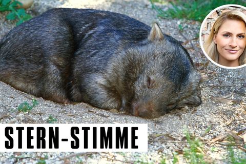 C. Tauzher: Die Pubertäterin: Zu früh gefreut: Die Pubertät geht in die nächste Runde