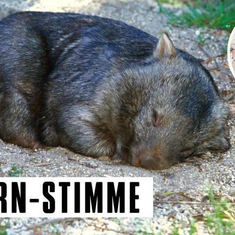 C. Tauzher: Die Pubertäterin: Zu früh gefreut: Die Pubertät geht in die nächste Runde
