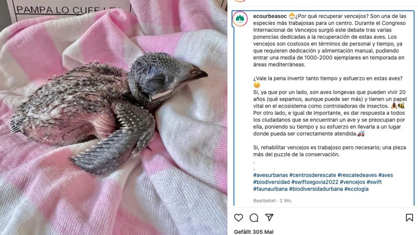 Spanien: Ein gerettetes Vogelküken
