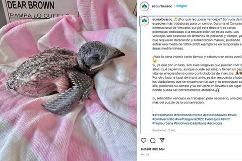 Spanien: Ein gerettetes Vogelküken