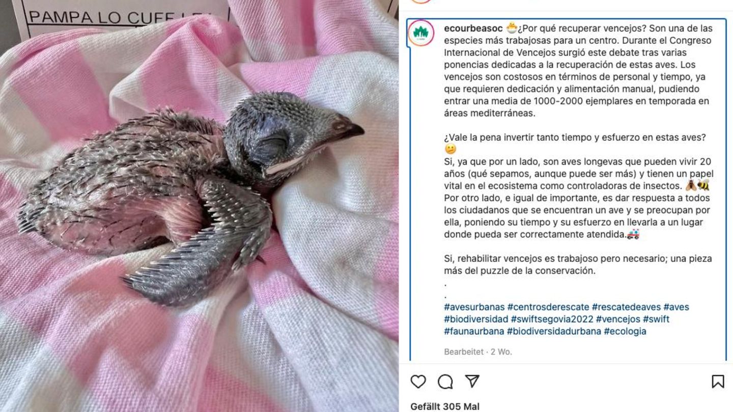España: Los polluelos de las aves tiran sus nidos por el calor